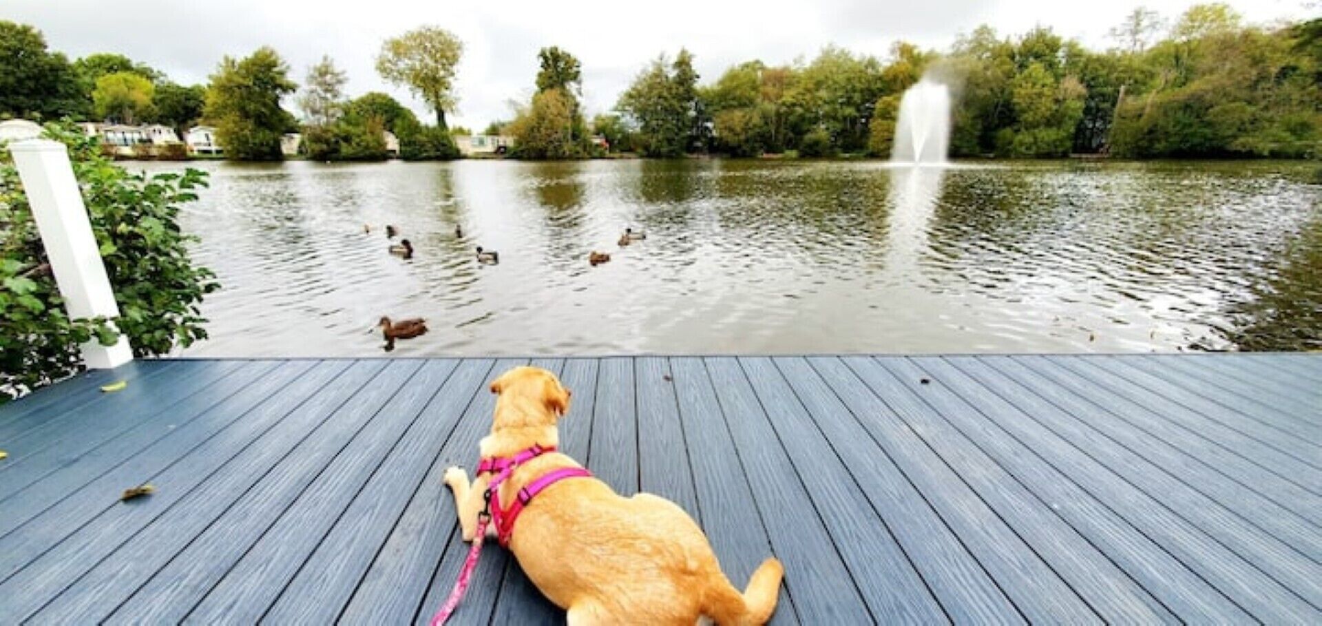 A dog on a wooden deck overlooking a lake with ducks and a fountain.