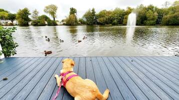 A dog on a wooden deck overlooking a lake with ducks and a fountain.