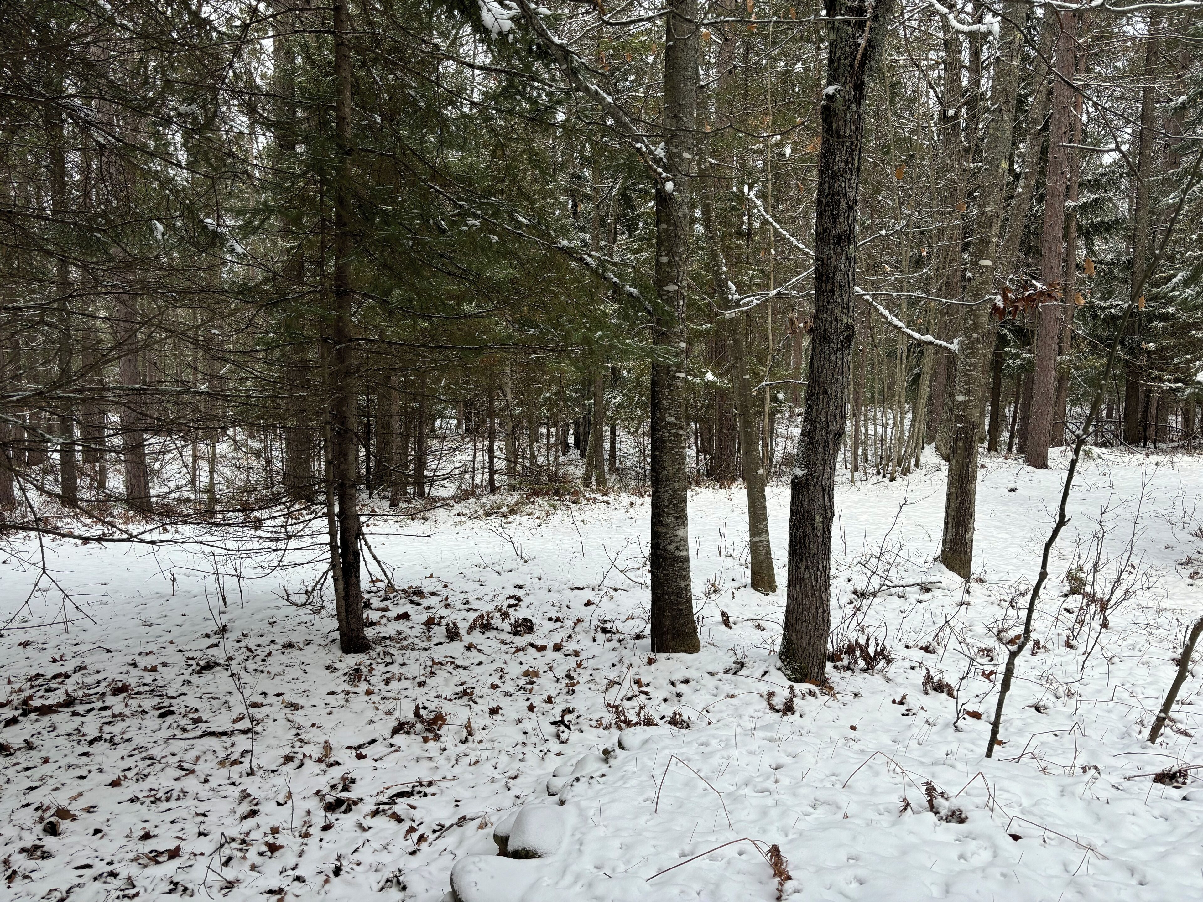 A forest with tall trees and a snow-covered ground.