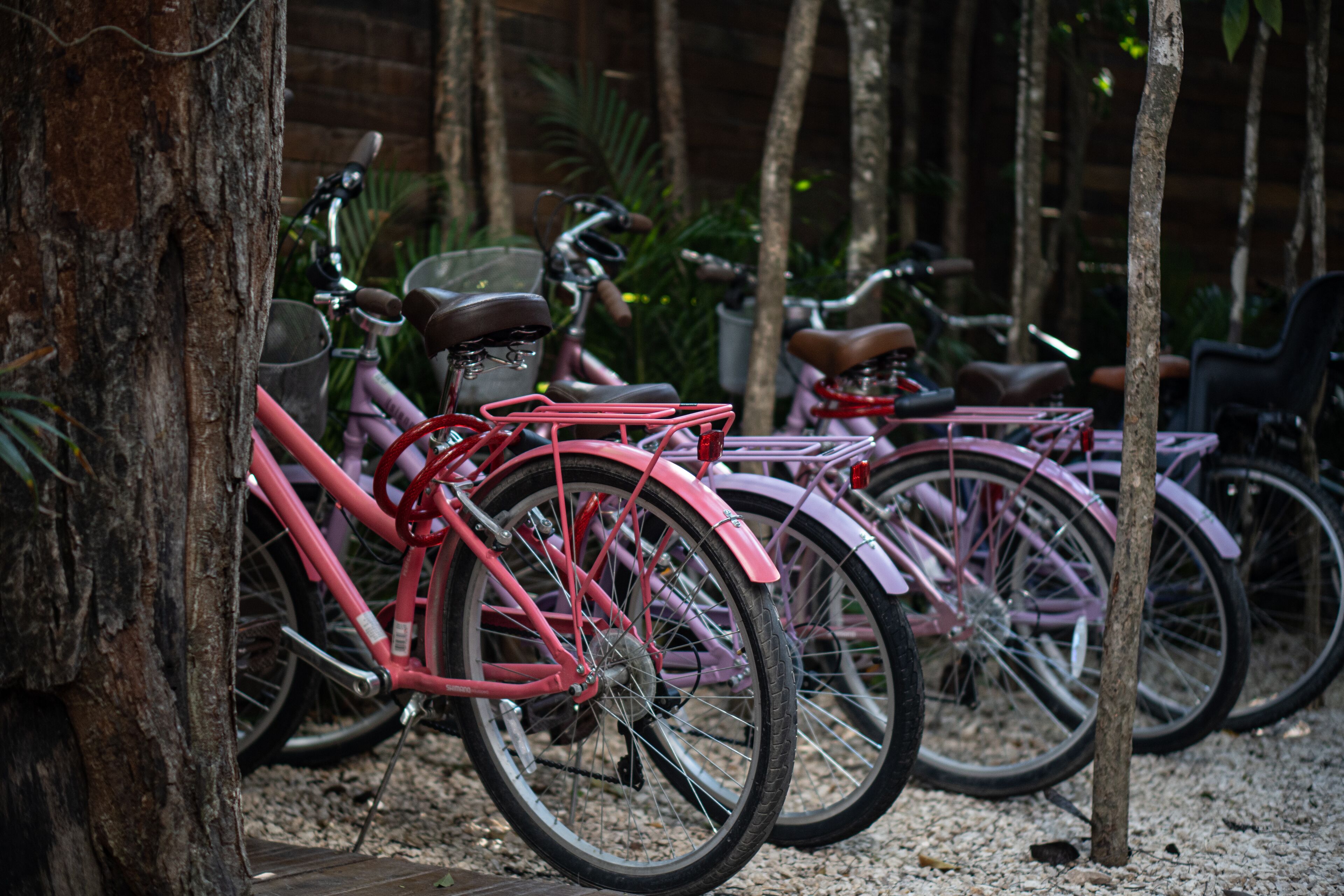 Bicycles parked against trees in an outdoor setting.