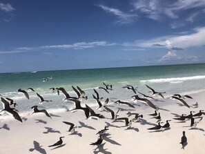 Sun-loungers, beach towels