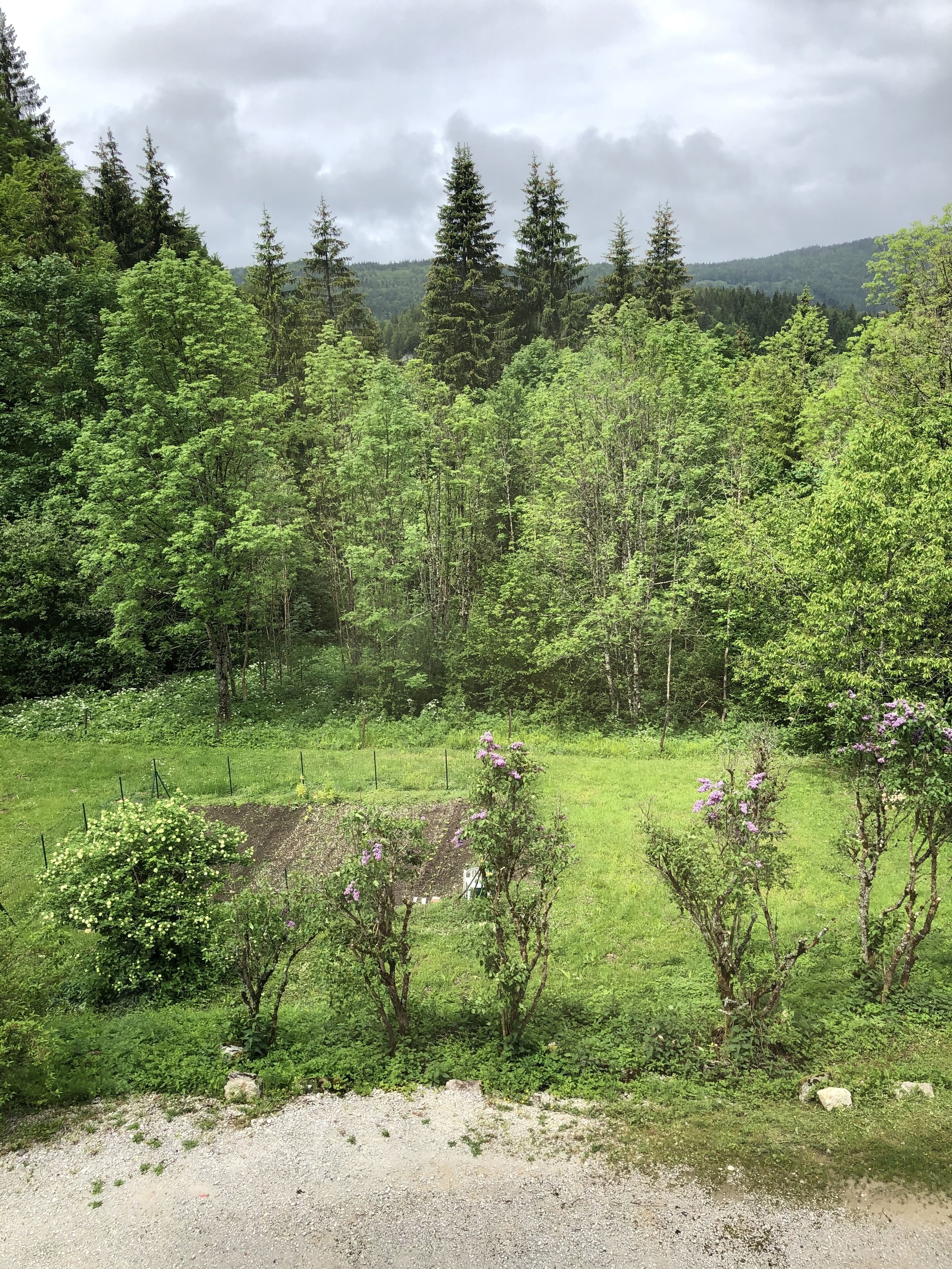 A rural landscape with a gravel path, dense green trees, and a fenced area with purple flowers.