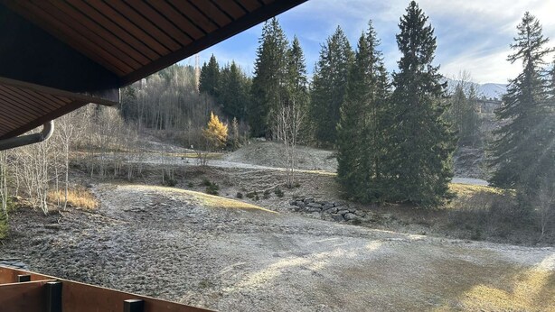 Vista da un'area esterna coperta con un pontile in legno, su un vialetto sterrato e una fitta foresta con alberi alti.