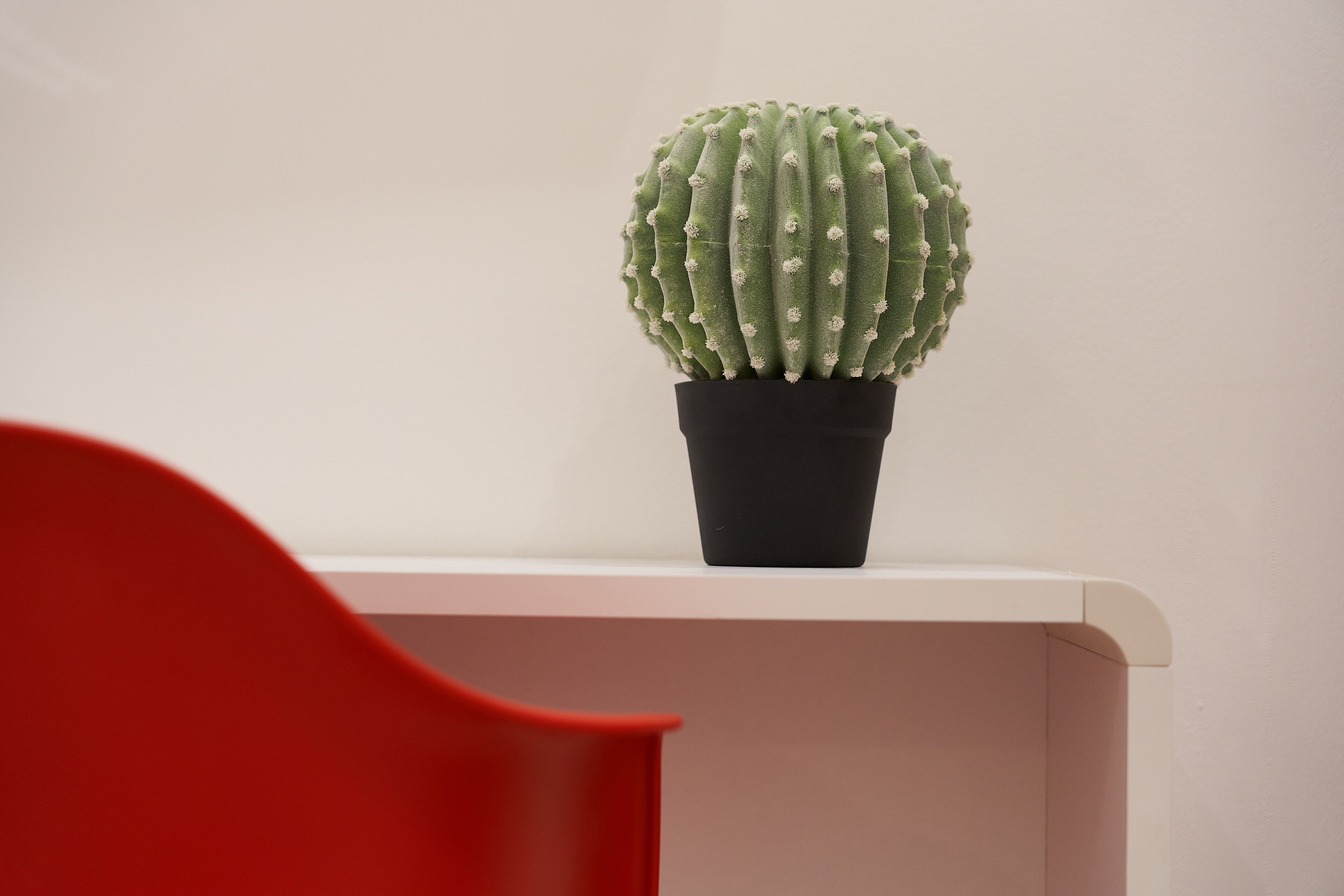 A cactus in a black pot on a white surface.