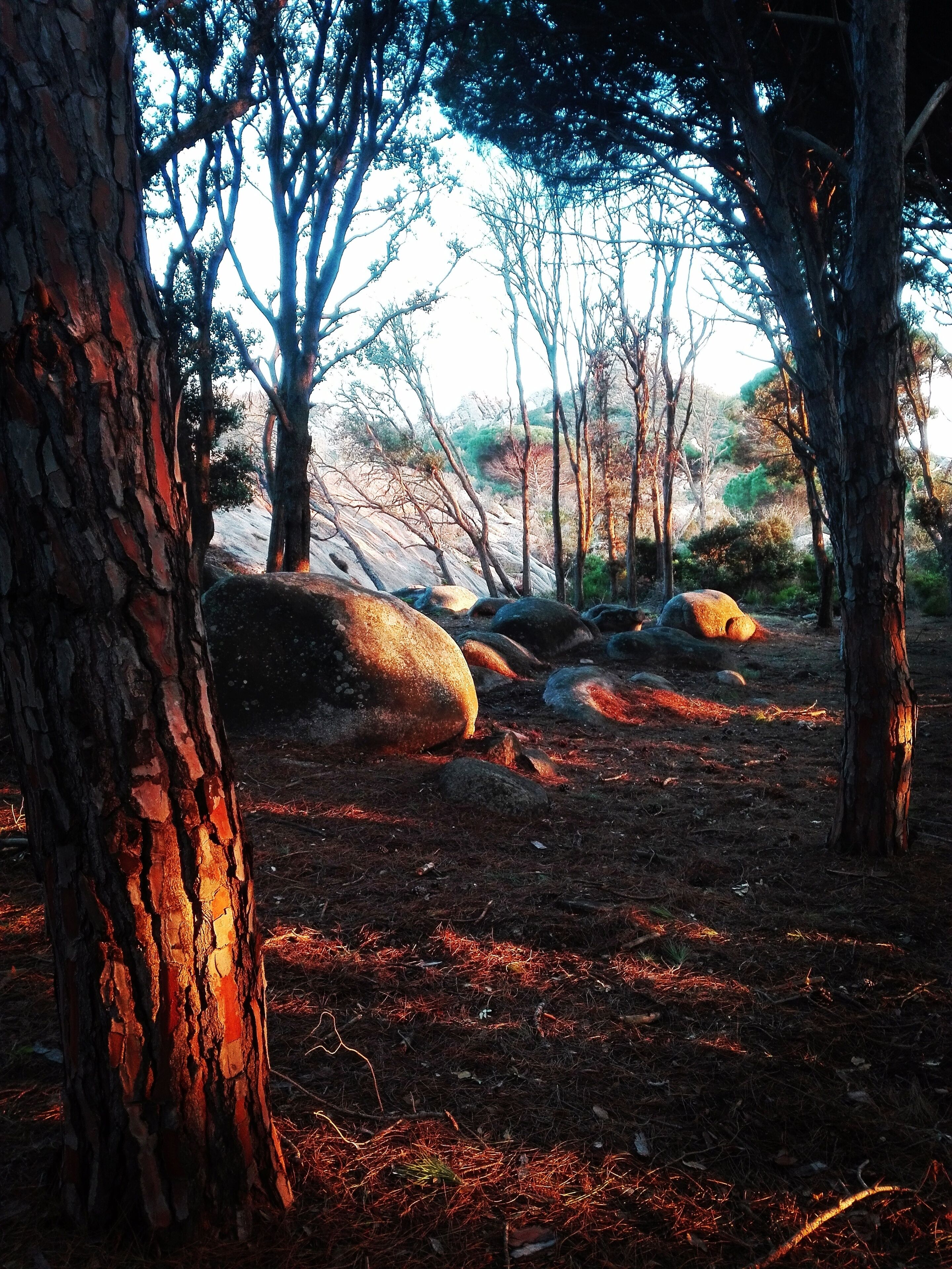 A forested area with large rocks and trees.