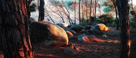 A forested area with large rocks and trees.