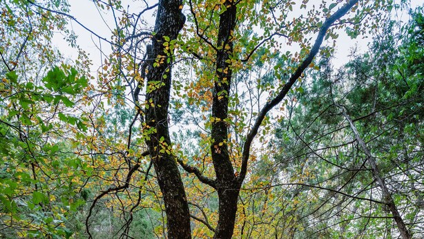 A forested area with a wooden pathway. - La Roca - Clifton/Valley Mills/Meridian (Valley Mills)