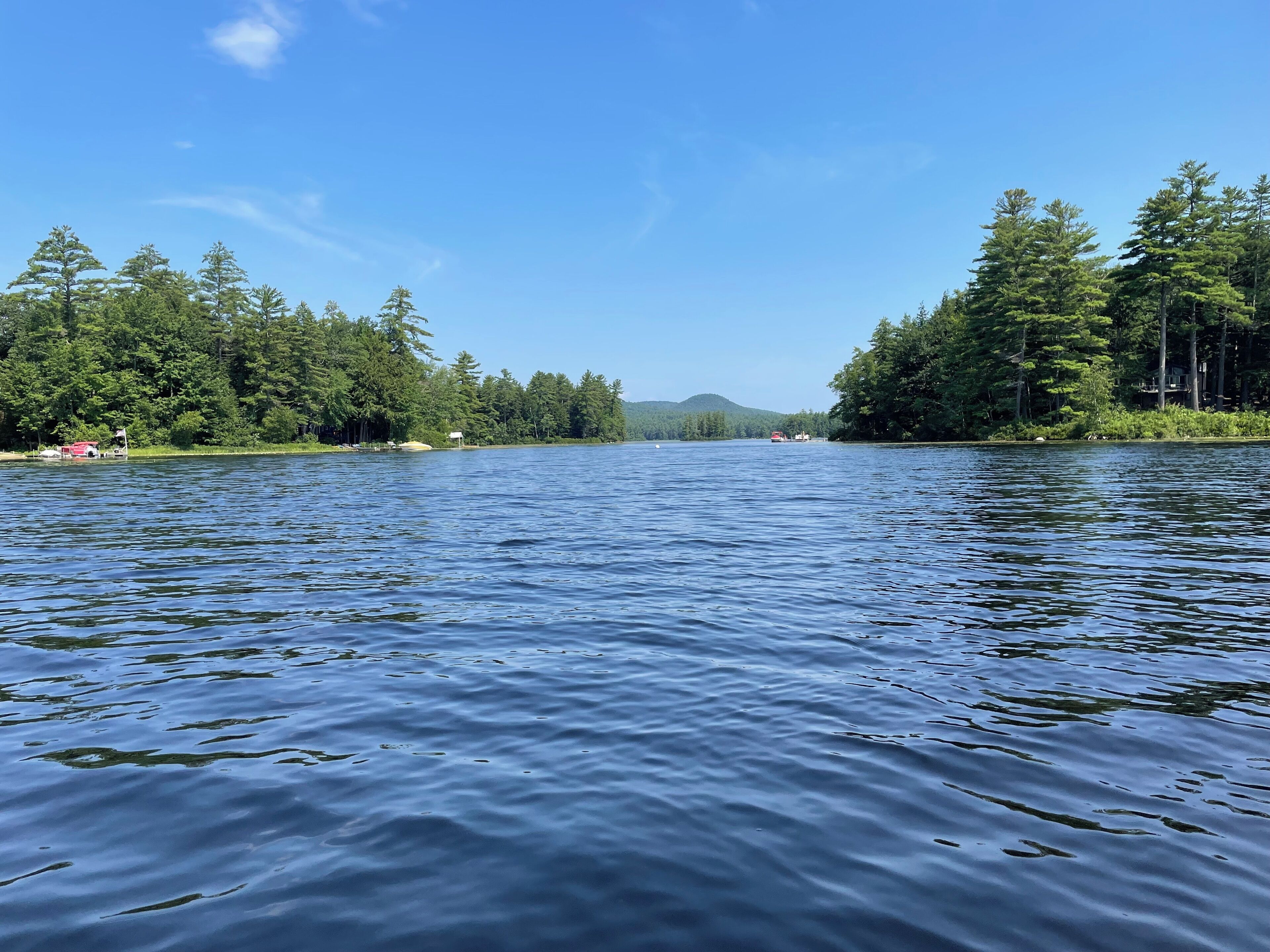 Un lago tranquilo rodeado de un bosque denso y un cielo azul despejado.