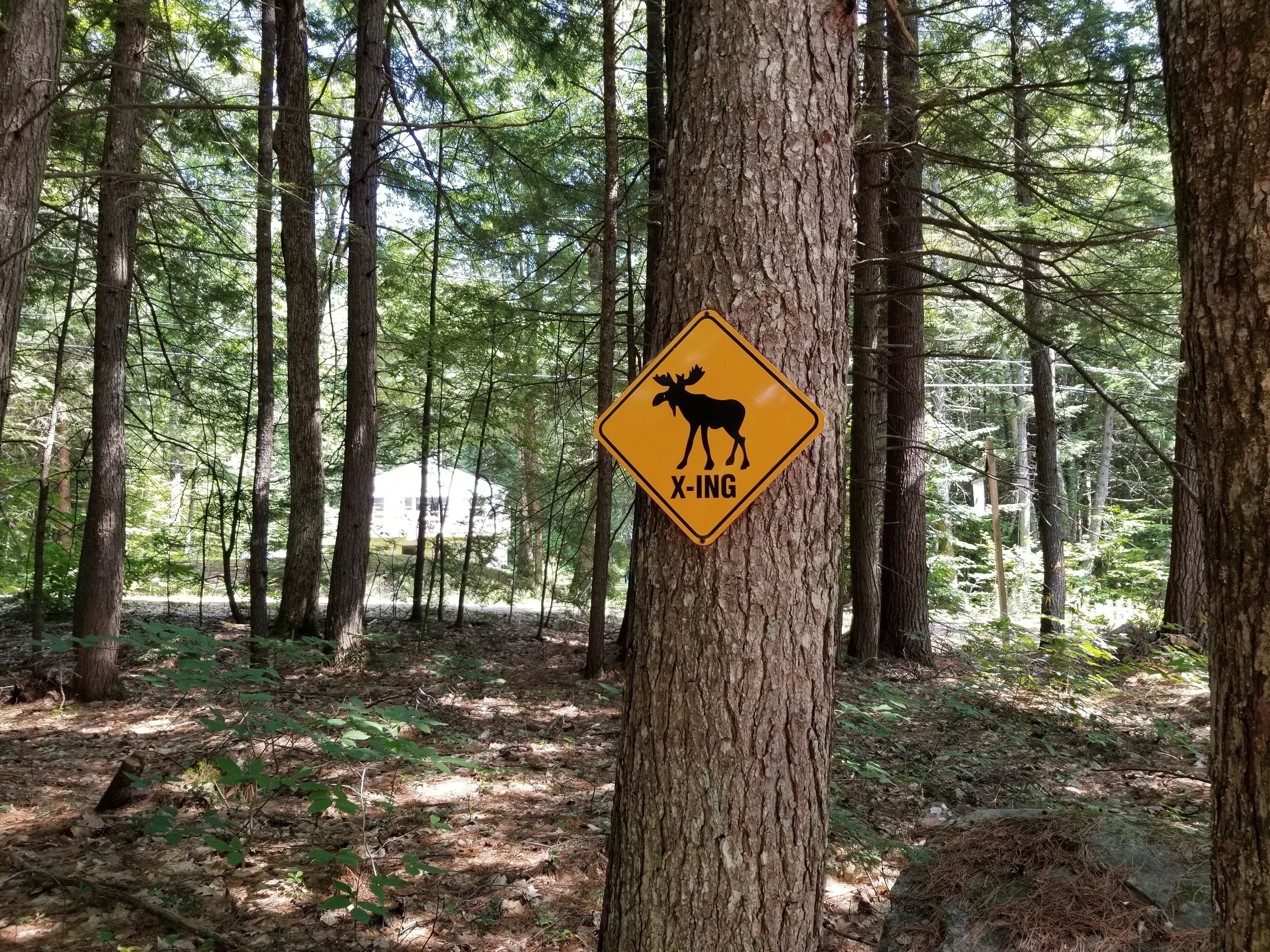 Zona boscosa con un cartel de paso de alce amarillo en un árbol.