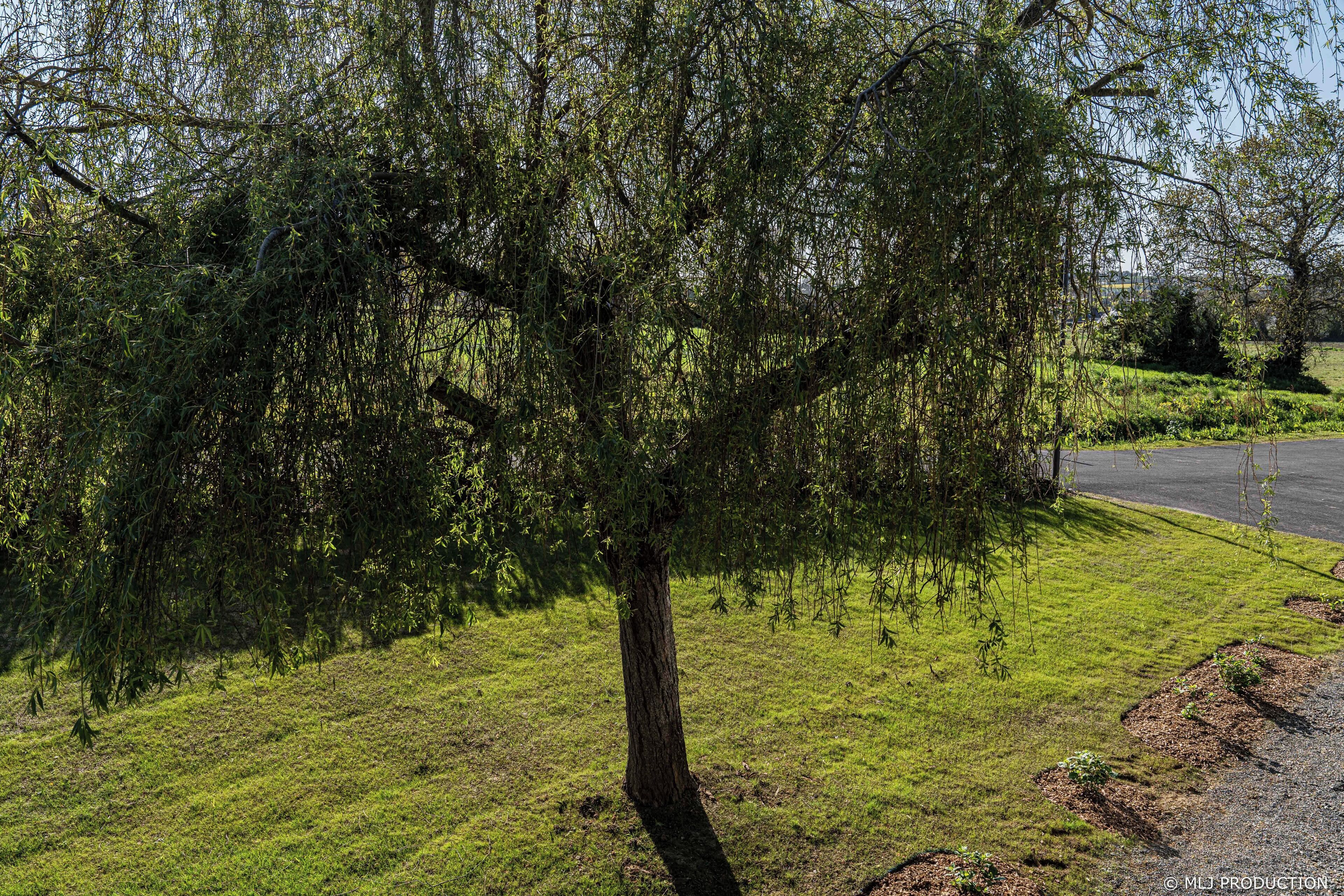 A tree-lined grassy area with a paved path.