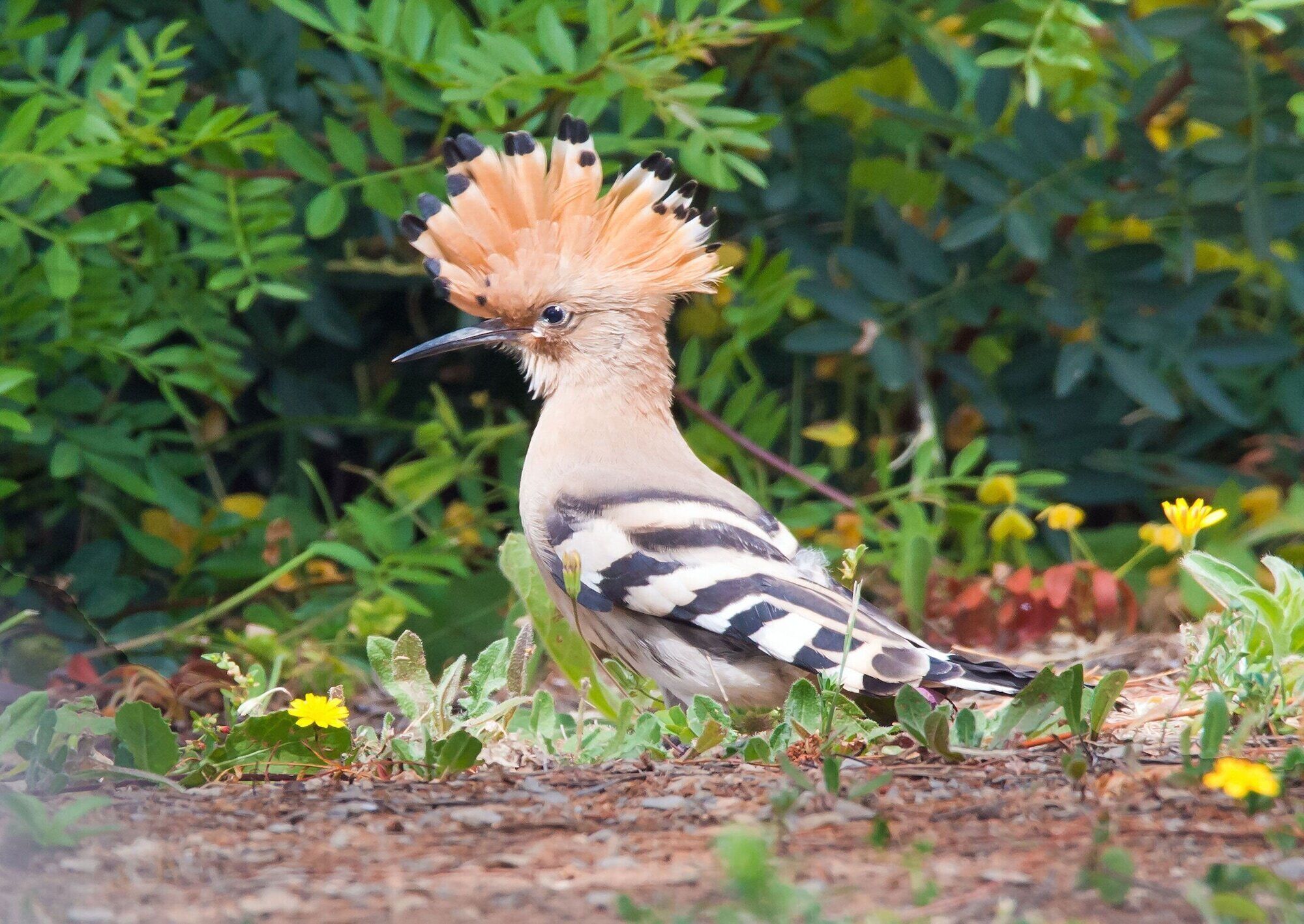 Un oiseau à la huppe distinctive et aux plumes de queue rayées de noir et de blanc, perché sur le sol, entouré de verdure.