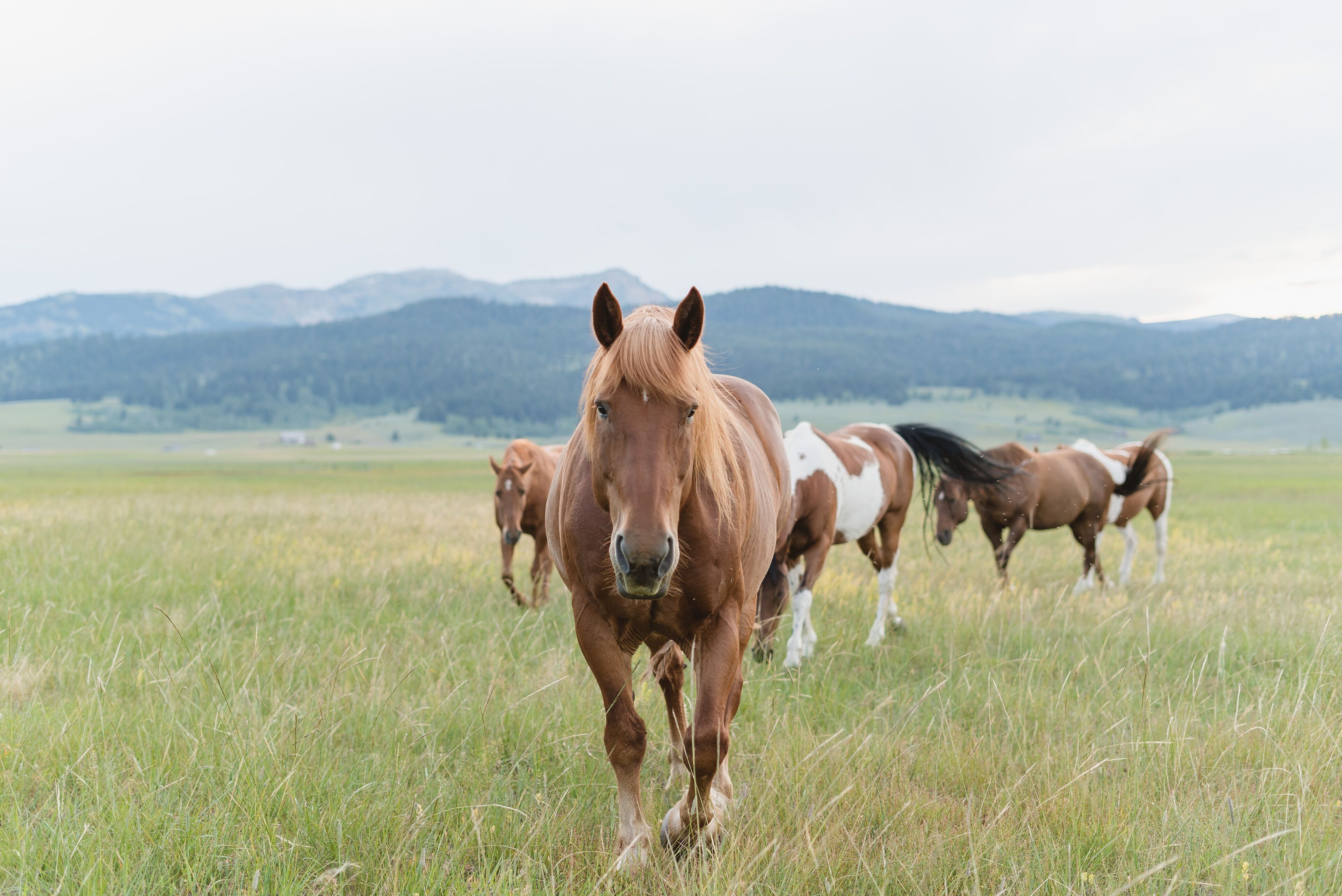 A field with horses grazing.