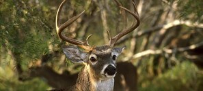 A deer with large antlers in a forested area.