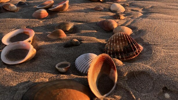 Uma praia com inúmeras conchas salpicadas na areia.