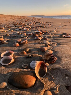 A beach with numerous seashells scattered across the sand.