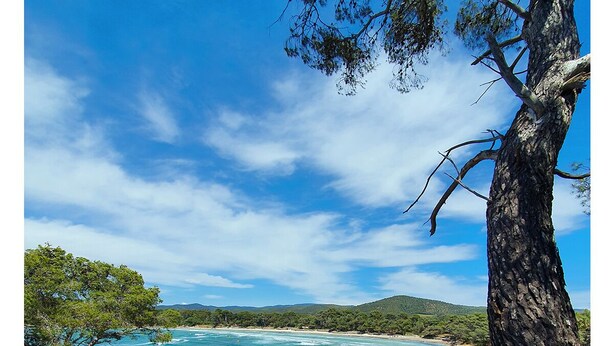 A coastal landscape with clear blue waters, a sandy beach, and a prominent tree in the foreground. - Apartment in a quiet, private estate with swimming pool, tennis court and petanque area (Bormes-les-Mimosas)