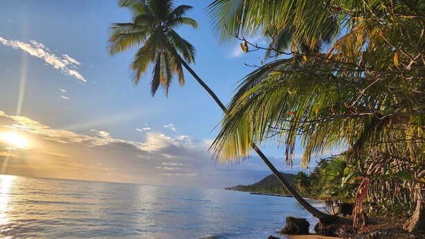 A beach with palm trees and a clear sky.