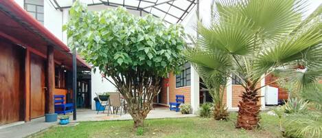 Une cour avec un arbre, un palmier et un espace abrité doté de bancs.