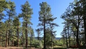 Une zone boisée avec de grands pins et un ciel bleu dégagé.