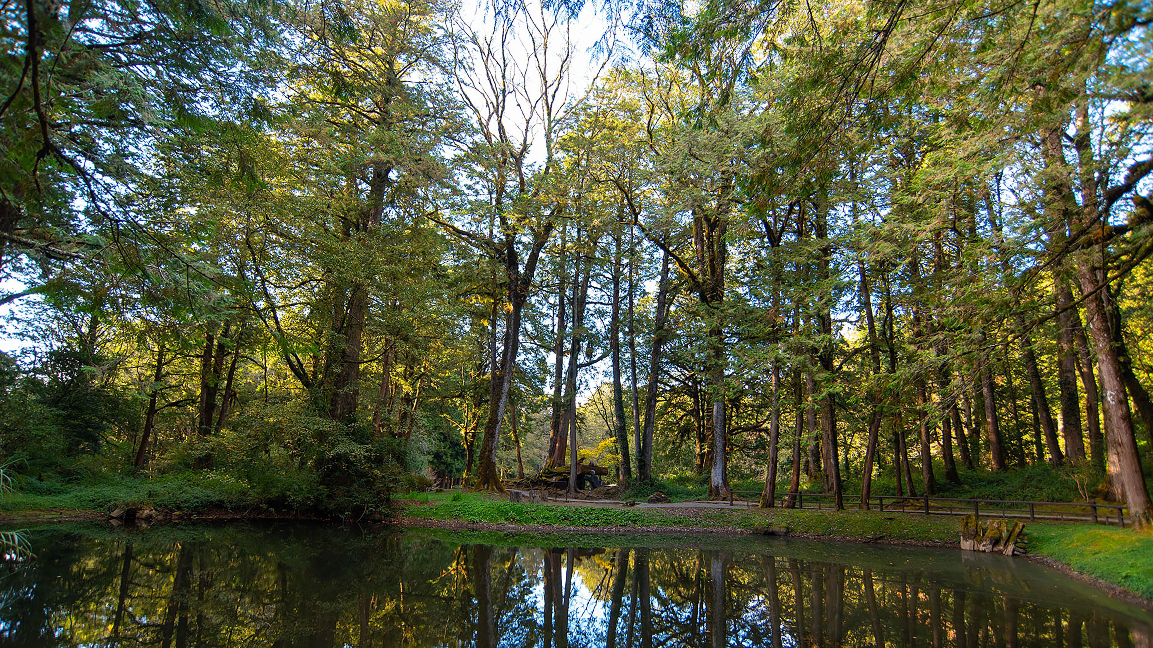 A forested area with a calm body of water reflecting trees.