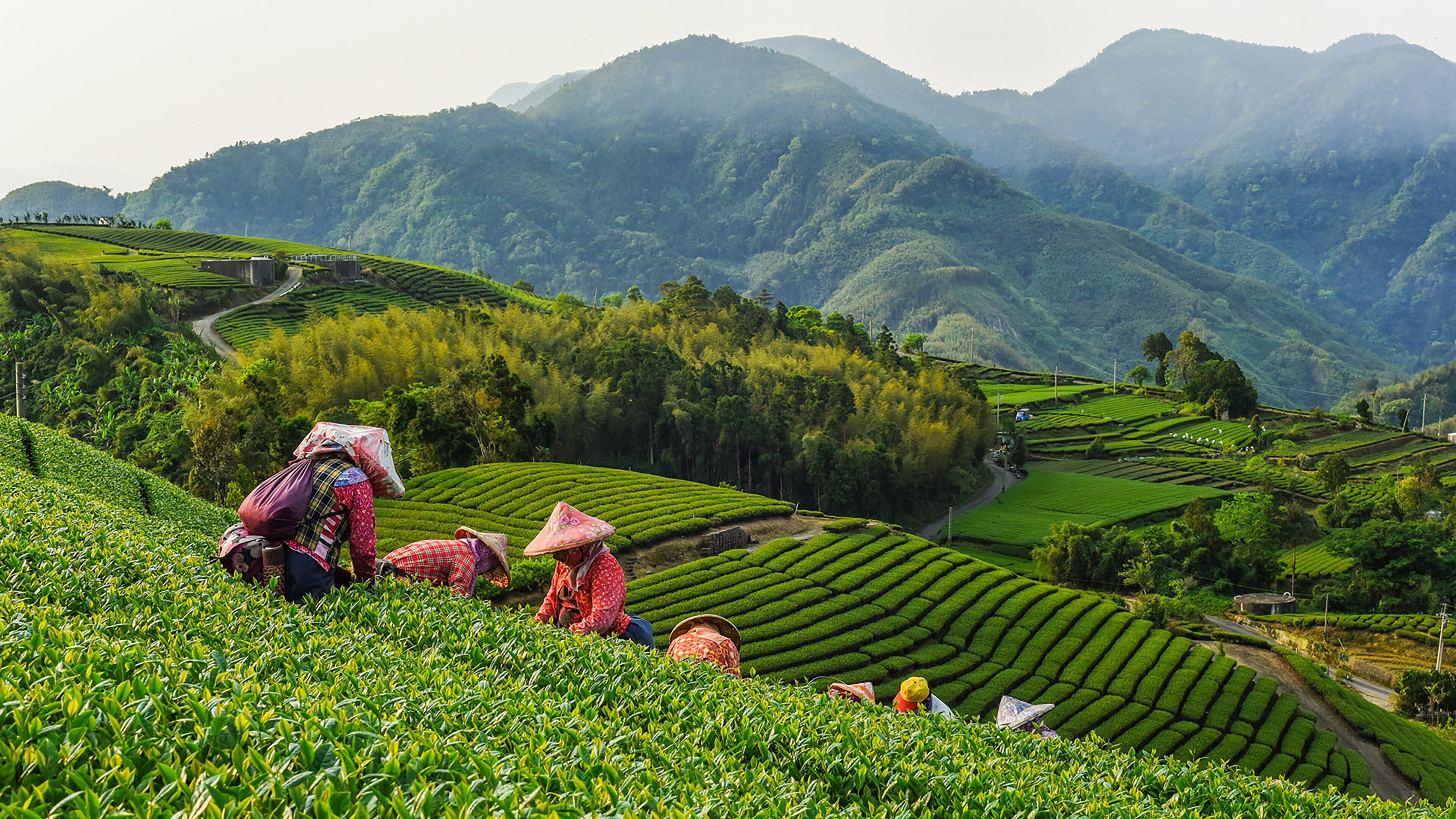 Terraced tea fields with workers in traditional attire.