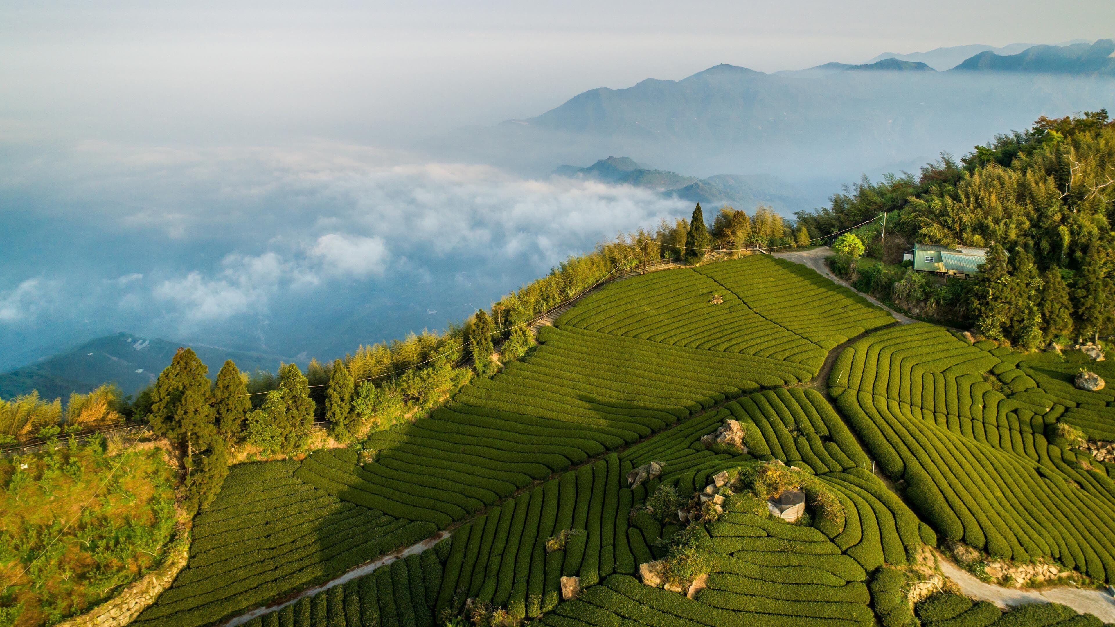 Vista panorámica de plantaciones de té en terrazas con una montaña al fondo.