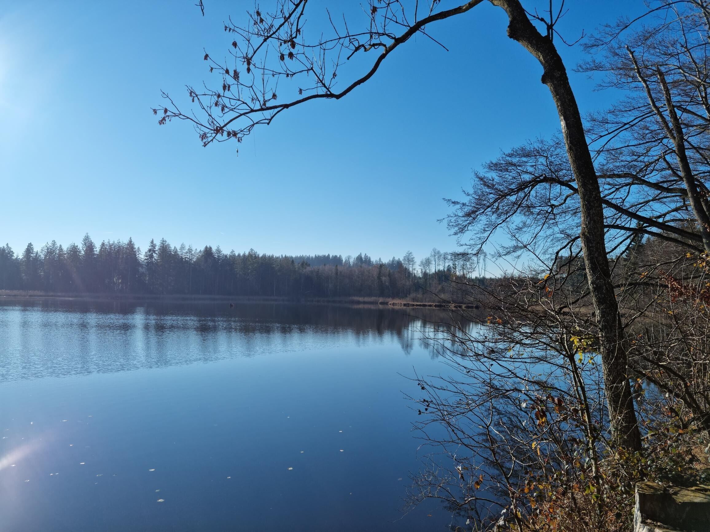 Ein ruhiger See unter einem klaren Himmel, umgeben von Bäumen und einem fernen Wald.