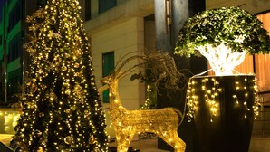 A Christmas tree and a potted plant illuminated by lights on a sidewalk.