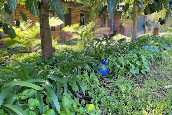 Shady leafy front garden with 2 mature avocado trees and bird baths