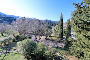 A park with various trees, including a prominent tall evergreen and a smaller tree with white blossoms.