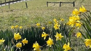A rural landscape with a fenced path, yellow daffodils, and distant mountains. - Mountain View Hideaway On A Golf course, Close To Downtown Gatlinburg, Sleeps 6 (Gatlinburg)