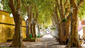 A tree-lined street with street lamps and a yellow wall on one side. - Sunny Beach Machico Apartment (Machico)