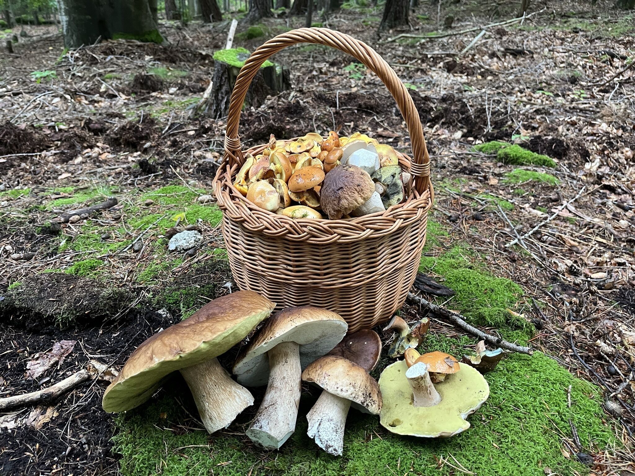 Un cesto pieno di funghi e pane su un terreno forestale coperto di muschio.