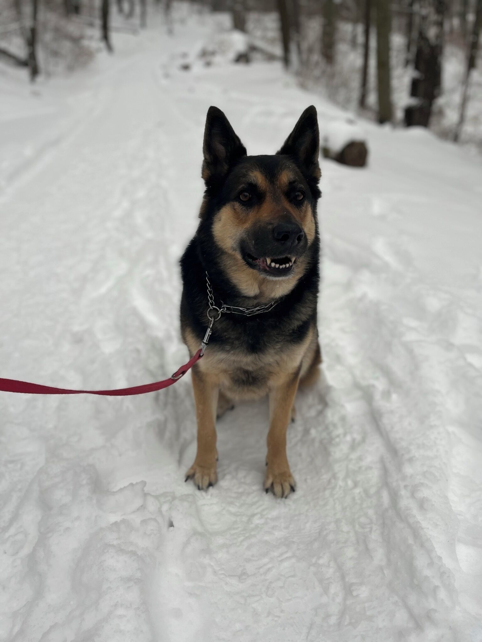 A dog on a leash in a snowy outdoor setting.