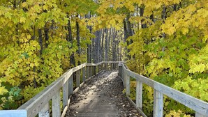 A wooden boardwalk surrounded by trees with yellow leaves. - Cozy Home located in downtown Big Bay (Big Bay)