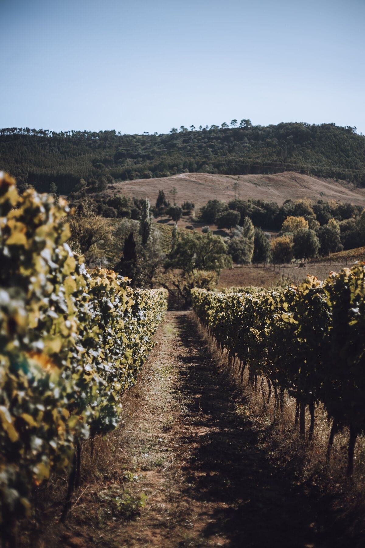 A vineyard with rows of grapevines and a dirt path leading through it.
