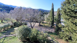 Um parque com diversas árvores, incluindo uma conífera alta e imponente e uma árvore menor com flores brancas.