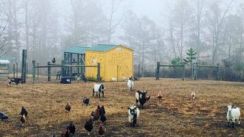 A farm with a yellow building labeled "CLUCKION KRAMER FARM" and various animals including chickens and goats.