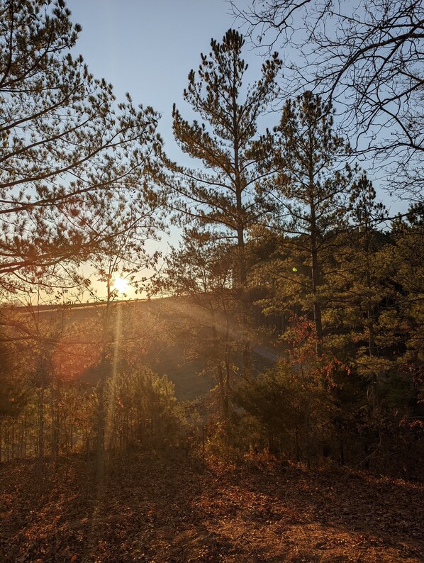 A forested area with sunlight filtering through trees.