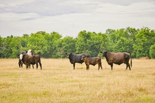 Luxury Oklahoma Ranch