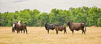 Luxury Oklahoma Ranch