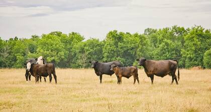 Luxury Oklahoma Ranch