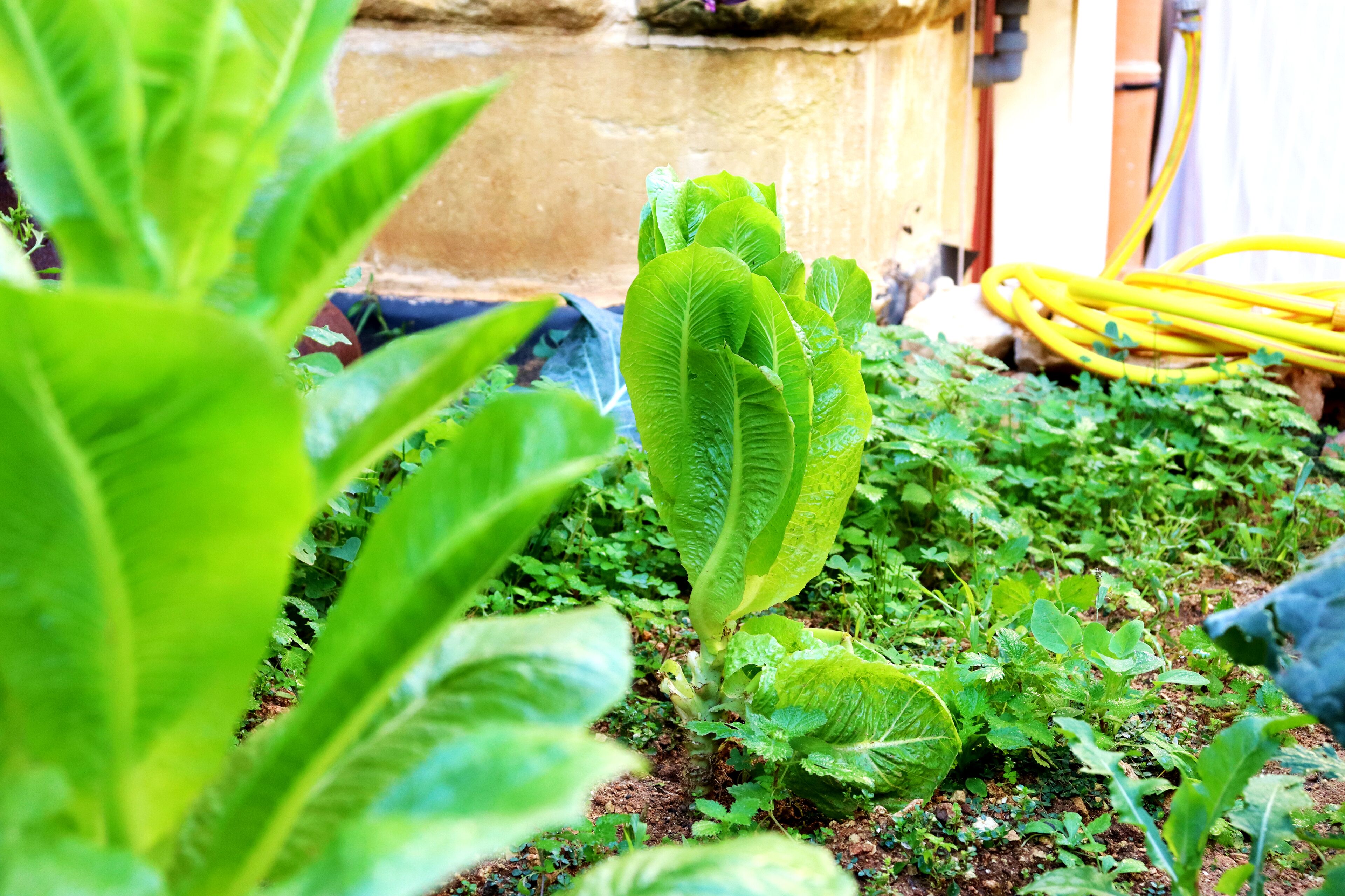 Photo - Il-Bàrraġ Farmhouse B&B - Gozo Traditional Hospitality