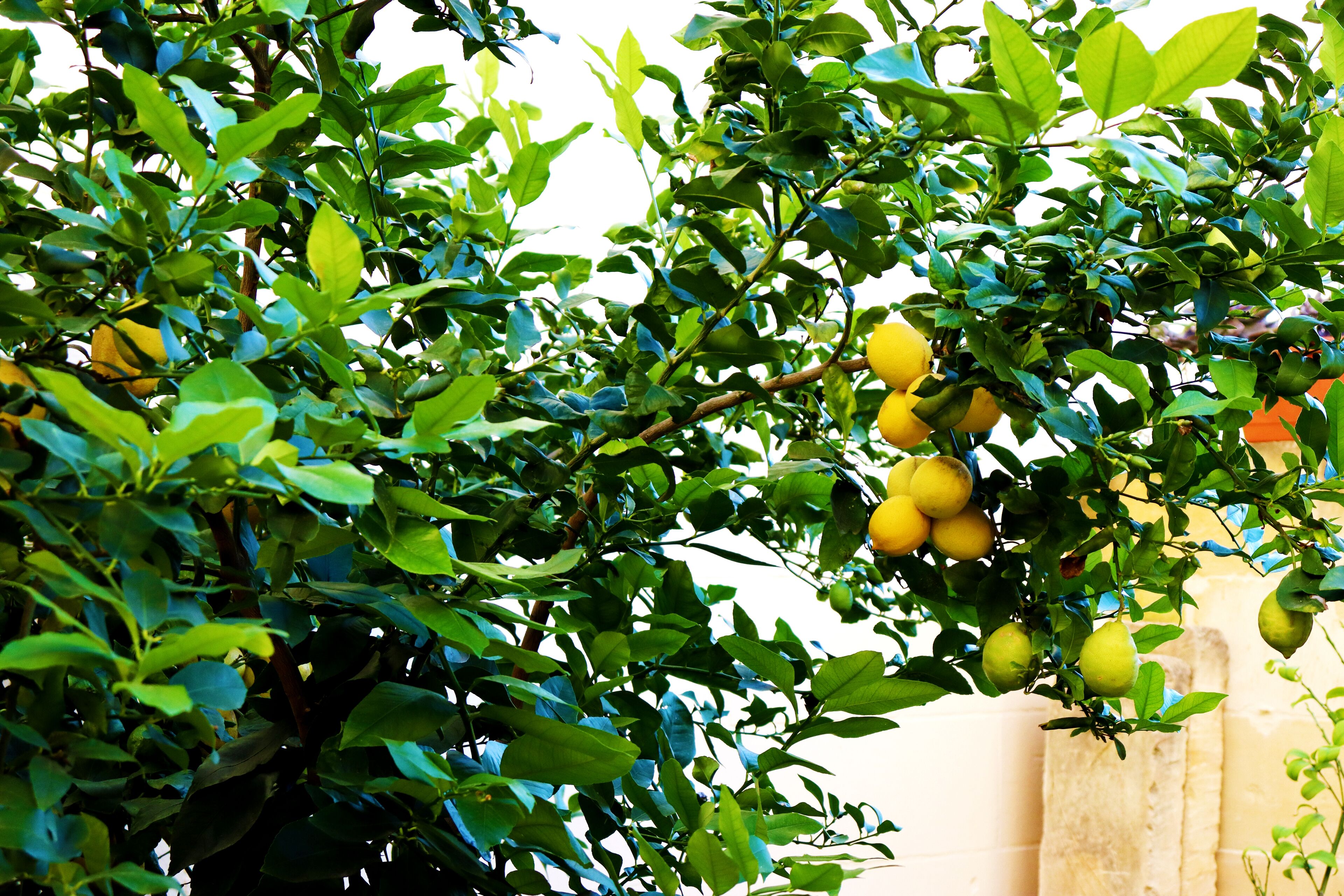 Photo - Il-Bàrraġ Farmhouse B&B - Gozo Traditional Hospitality