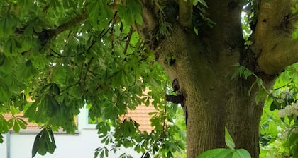 Small semi-detached house 5 minutes from Wissant beach.