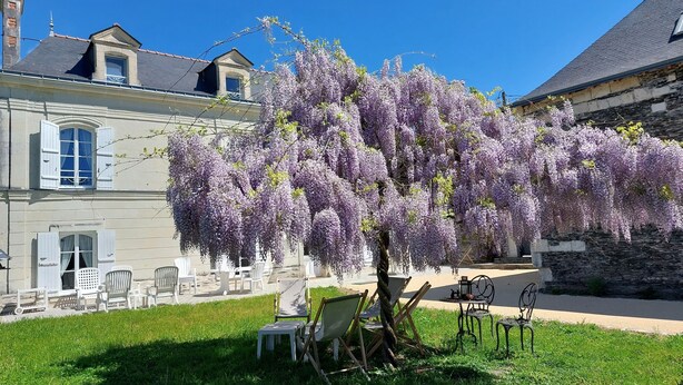 Ein Gebäude mit Garten, darin ein Fliederbaum, Sitzgelegenheiten im Freien und ein strahlend blauer Himmel.