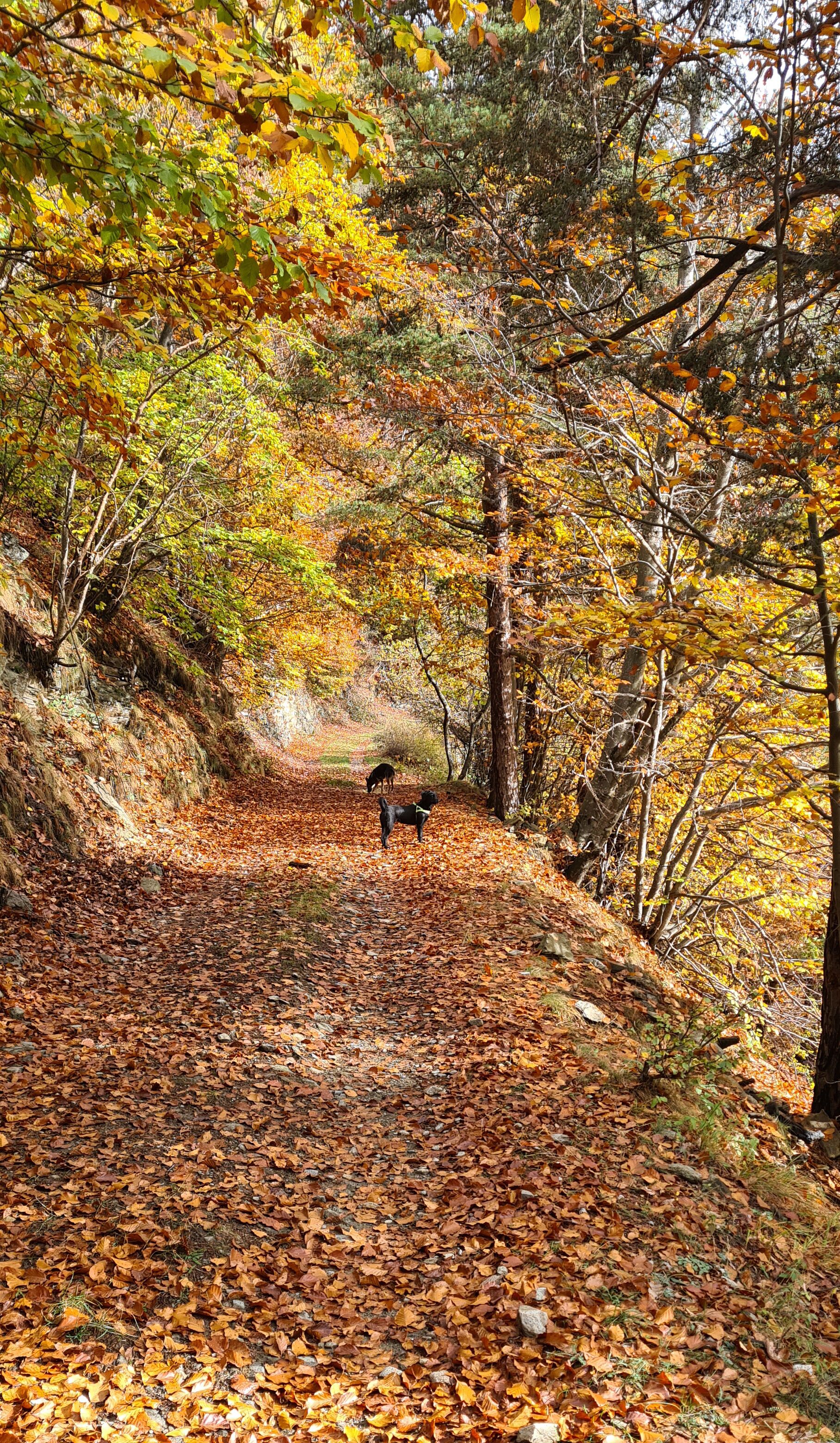 Un sendero en el bosque cubierto de hojas caídas, rodeado de árboles con follaje otoñal.