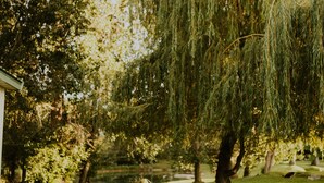 A tree-lined yard with a well-maintained lawn and a building in the background. - Cheerful Country Cottage (Rexburg)
