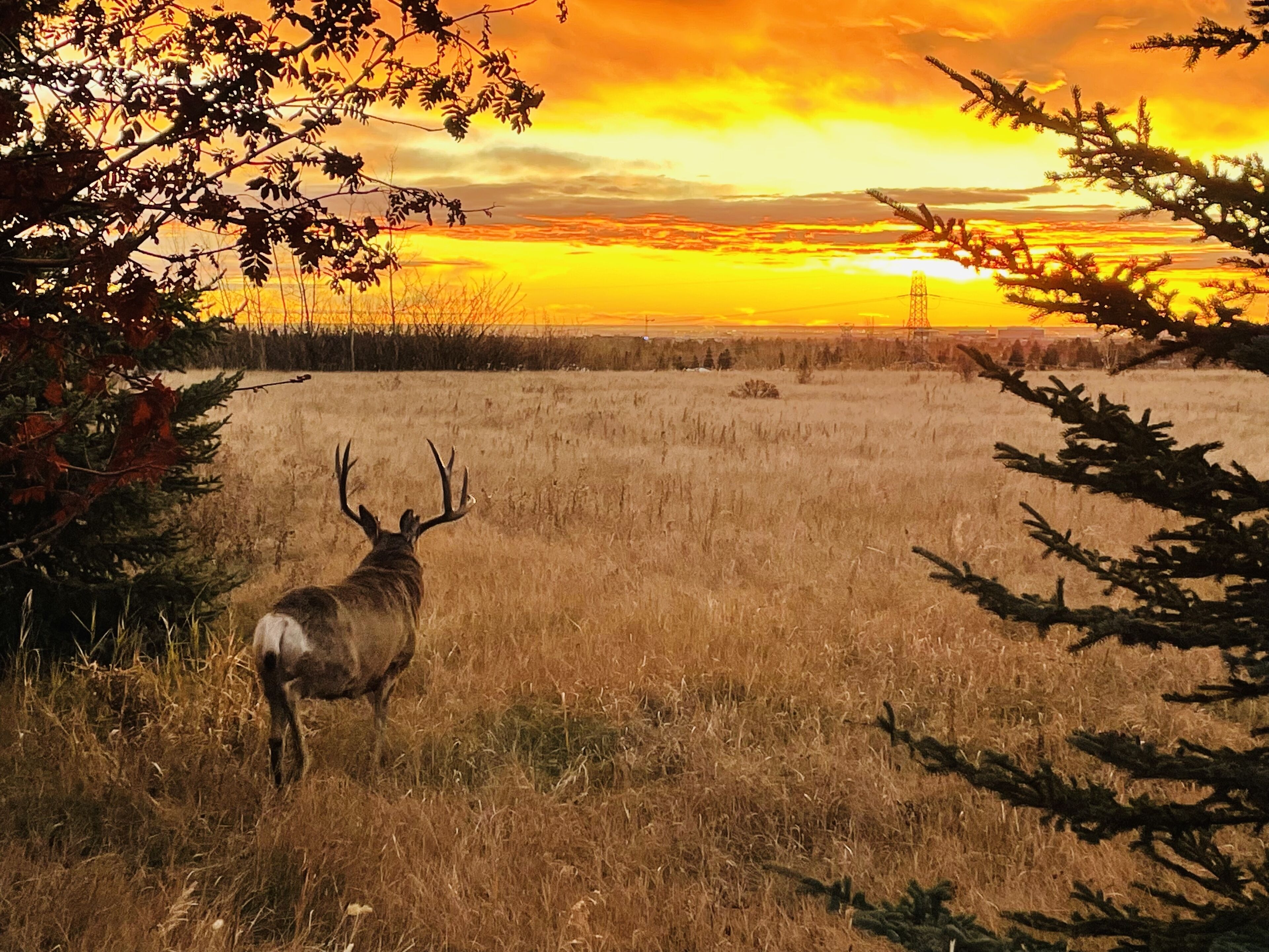 An elk in a field with a sunset in the background.