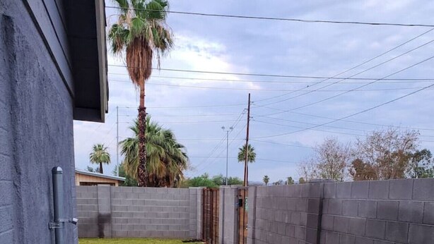 A fenced backyard with a grassy lawn, a concrete pathway, and a palm tree.